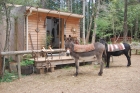 NEWS...A la Ferme Gîte 6 places et Camping - Gîte de Pouss'Combe